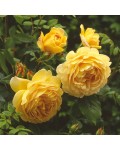 Троянда Голден Селебрейшн квіти